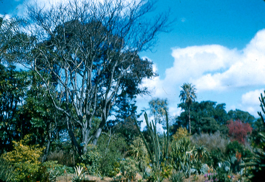 Box21 001 Melbourne Botanical Garden